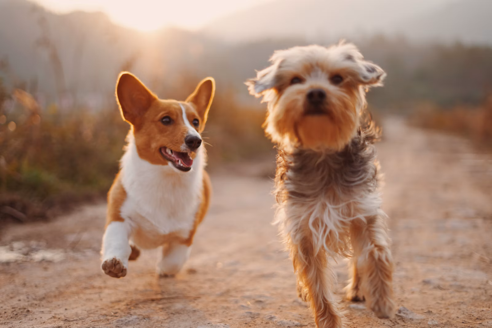 Canais e horário de atendimento da Petland Enseada LTDA